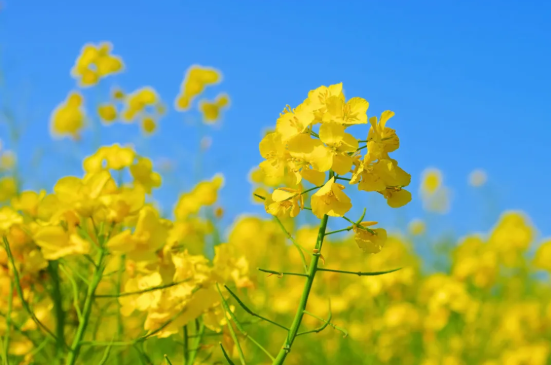 长沙周边油菜花景点推荐