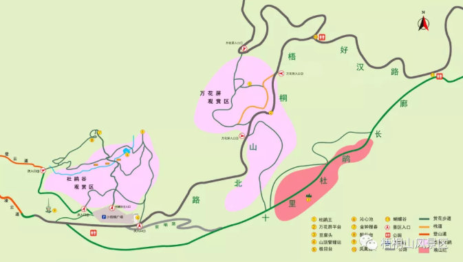 2021梧桐山杜鹃花赏花路线-最佳赏花地