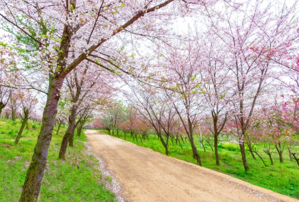 2021平坝樱花几月开 平坝樱花园直通车线路介绍及车票价格