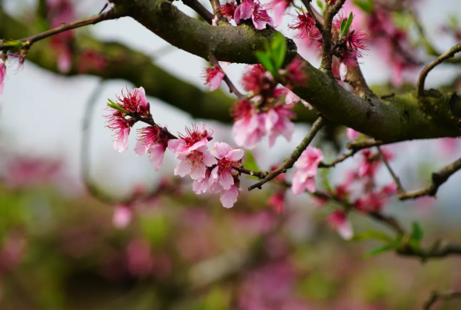 贵阳周边赏花好去处 2021贵阳桃花哪里有