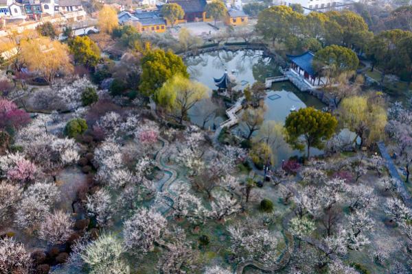 2021苏州赏花时刻表 苏州有哪些赏梅花的最佳时间及地点