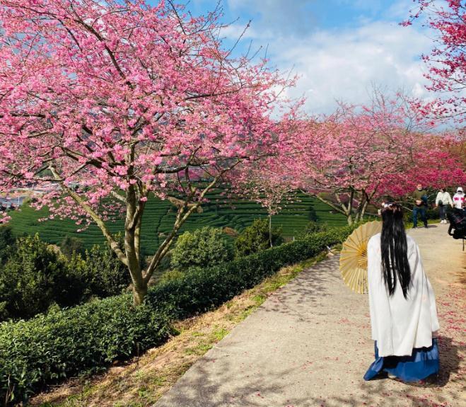 福建永福樱花茶园图片