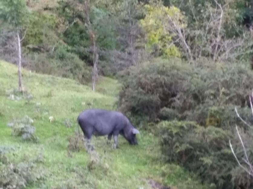 四川宝兴旅游风景大全