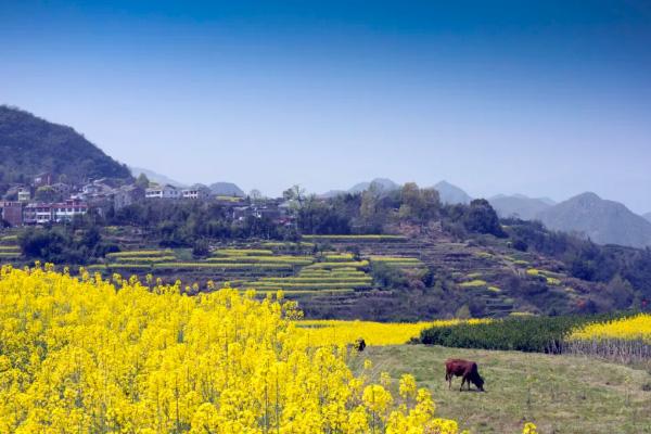 温州油菜花哪里好看-盛花期 2021温州春季赏花去哪