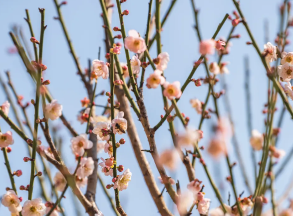 温州油菜花哪里好看-盛花期 2021温州春季赏花去哪