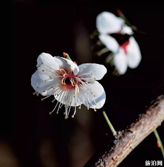 花卉摄影秘籍 拍摄花卉的技巧