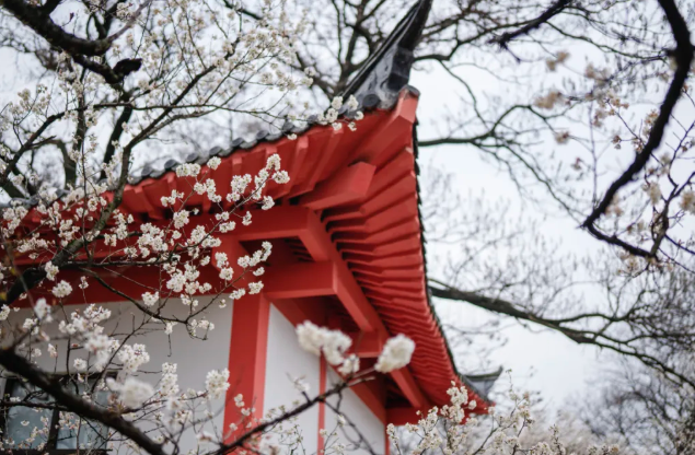 南京赏花风景区有哪些地方