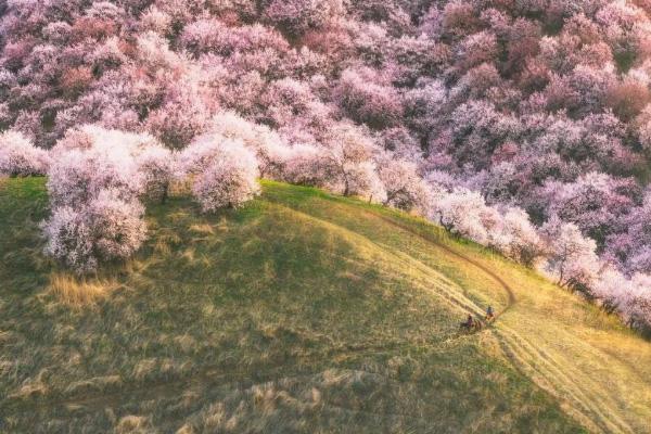 3月赏花去哪里 三月踏青赏花地点推荐