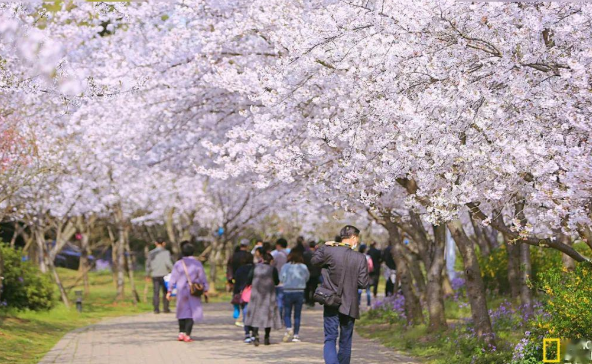 鼋头渚樱花开了吗2021 无锡樱花开放时间