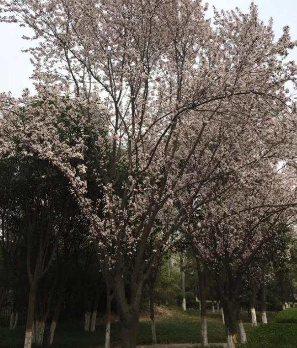 青龙寺图片 西安青龙寺景点图片