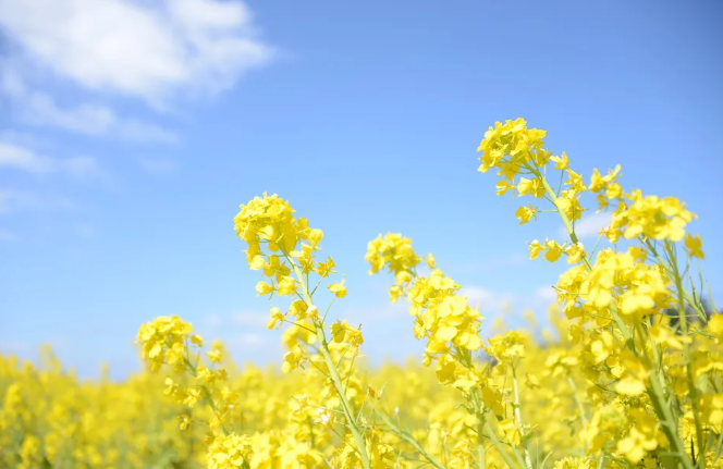 贵阳周边赏花好去处 2021贵阳桃花哪里有