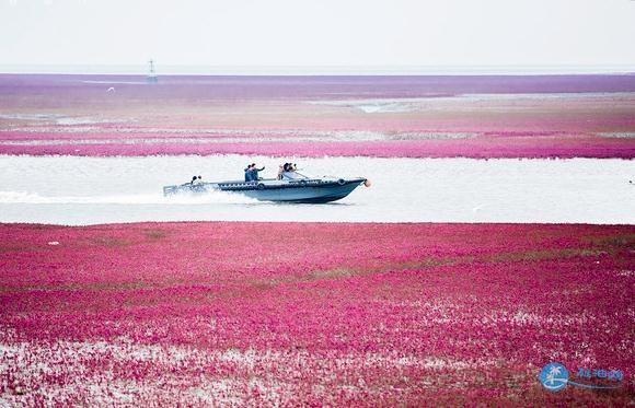 红海滩风景廊道图片 红海滩风景廊道风景图