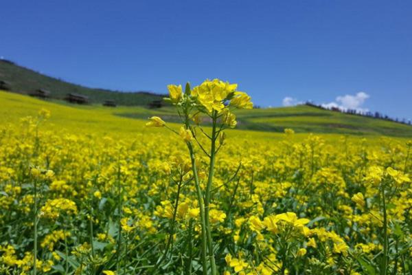 门源油菜花几月份最好-观赏地点推荐