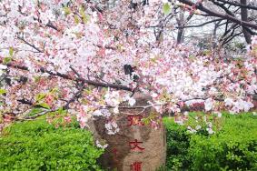 青岛樱花什么时候开花，青岛赏樱花哪里最好