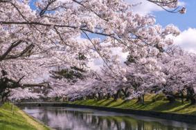 上海樱花节暨春季花海旅游季时间及地点