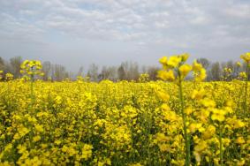 陕西汉中油菜花什么时候开，附赏花路线