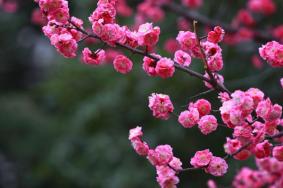 南京樱花在哪里看，南京梅花最佳观赏地推荐