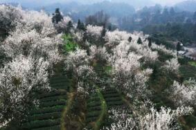 2月成都蒲江樱桃花开放了吗，最佳观赏时间