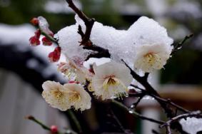 广州从化流溪梅花节举办地点及交通指南