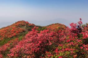 杭州五一赏花去哪里赏花好去处推荐