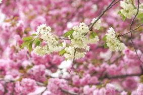 顺义樱花文化节开幕时间地点活动安排