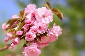 杭州钱塘赏花攻略，踏青赏花好去处