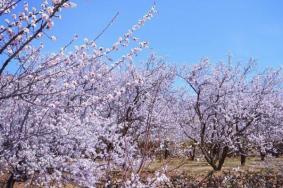 延庆杏花节时间地点活动安排