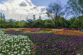 太原植物园郁金香花展活动详情