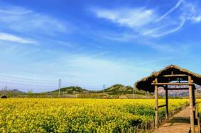 西海岸生态观光园油菜花开了吗游玩项目及交通指南