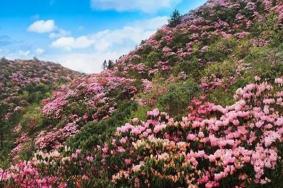 江西杜鹃花什么时候开花哪里最漂亮