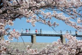 大连旅顺国际樱花节时间地点及活动详情