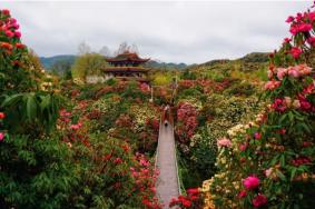 贵州毕节百里杜鹃旅游攻略