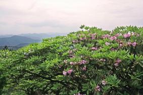 天台山华顶杜鹃花什么时候最好看，天台山杜鹃花期多久