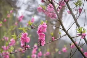 长沙桃花开了吗，长沙桃花观赏地推荐