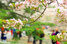 北京玉渊潭樱花赏花期，玉渊潭樱花门票多少钱