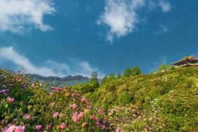 贵州百里杜鹃什么时候开花，百丽杜鹃门票优惠政策及交通指南