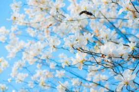 惠州西湖红花湖闭园时间，惠州踏青赏花好去处