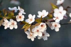 泰安樱花哪里看，泰安赏花去哪