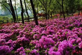 南京杜鹃花什么时候开，南京杜鹃花在哪里看