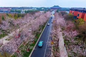 扬州甘泉樱花节活动攻略时间地点及交通指南