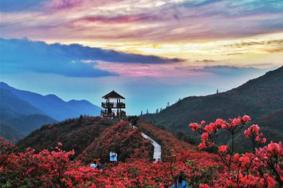 浏阳大围山杜鹃花什么时候开杜鹃花节举办时间及门票