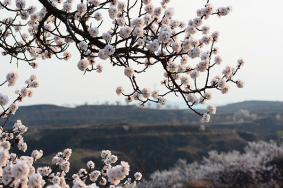 库尔勒梨花节举办时间及地点活动介绍