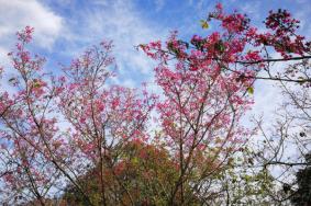 深圳聚龙山公园樱花开了没，深圳聚龙山公园游玩亮点