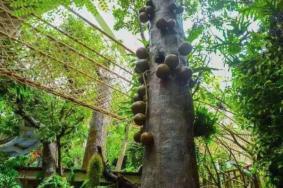 正佳雨林生态植物园门票价格，正佳雨林生态植物园怎么样