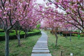 鹤壁樱花节是什么时候，鹤壁樱花节时间地点详情