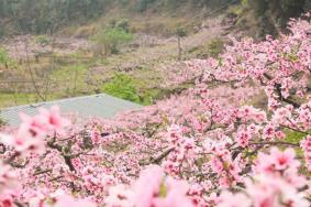 重庆永川春季赏花地点推荐，附交通路线