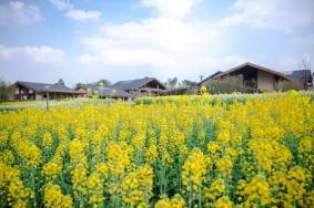 光明小镇欢乐田园油菜花需要预约吗，附赏花攻略