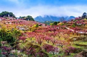 龙泉驿桃花节时间及交通指南