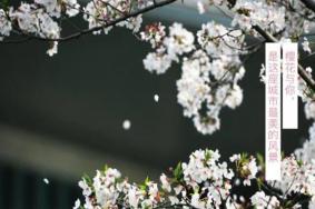 杭州大屋顶樱花季时间地点及门票