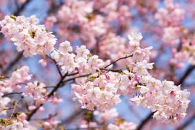 梦里水乡百花园樱花节时间，佛山采摘桑果好去处